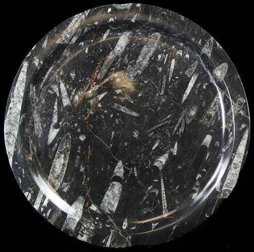 Bargin Fossil Orthoceras & Goniatite Plate - Stoneware #39114